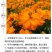 硫华菊种子硫化菊种籽子四季播种花卉种孑黄秋英硫黄菊花籽
