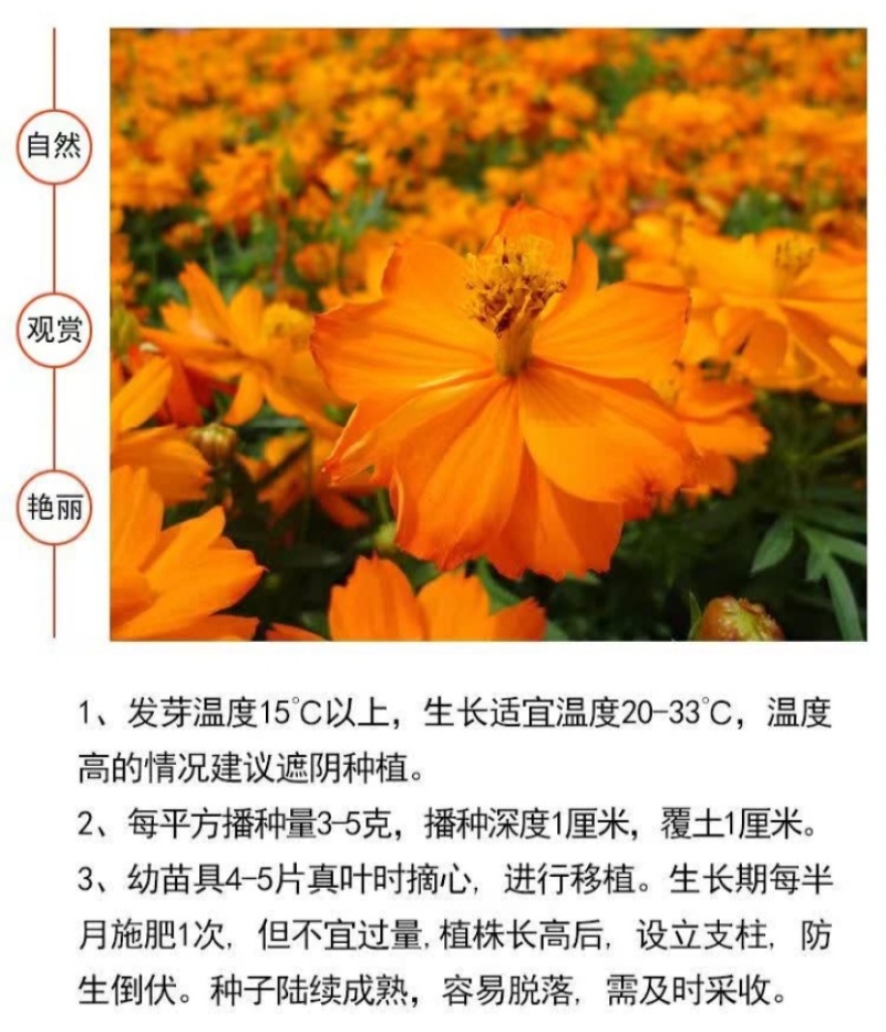 硫华菊种子硫化菊种籽子四季播种花卉种孑黄秋英硫黄菊花籽