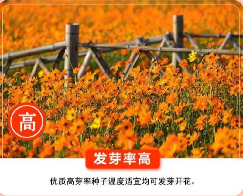 硫华菊种子硫化菊种籽子四季播种花卉种孑黄秋英硫黄菊花籽