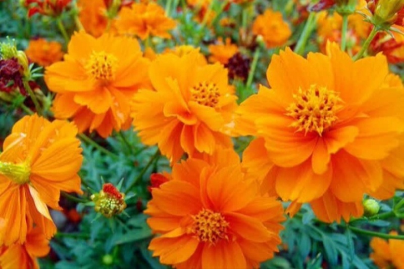 硫华菊种子硫化菊种籽子四季播种花卉种孑黄秋英硫黄菊花籽