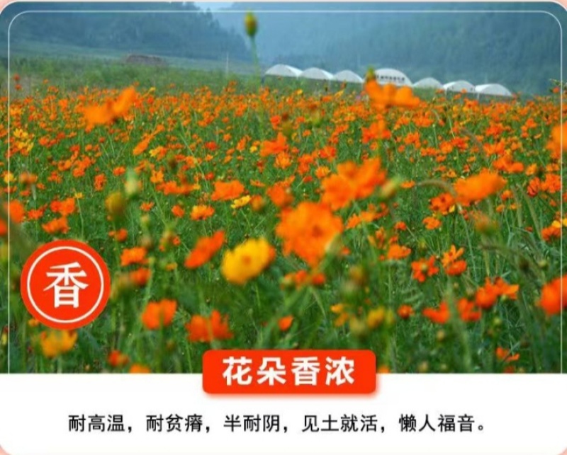硫华菊种子硫化菊种籽子四季播种花卉种孑黄秋英硫黄菊花籽