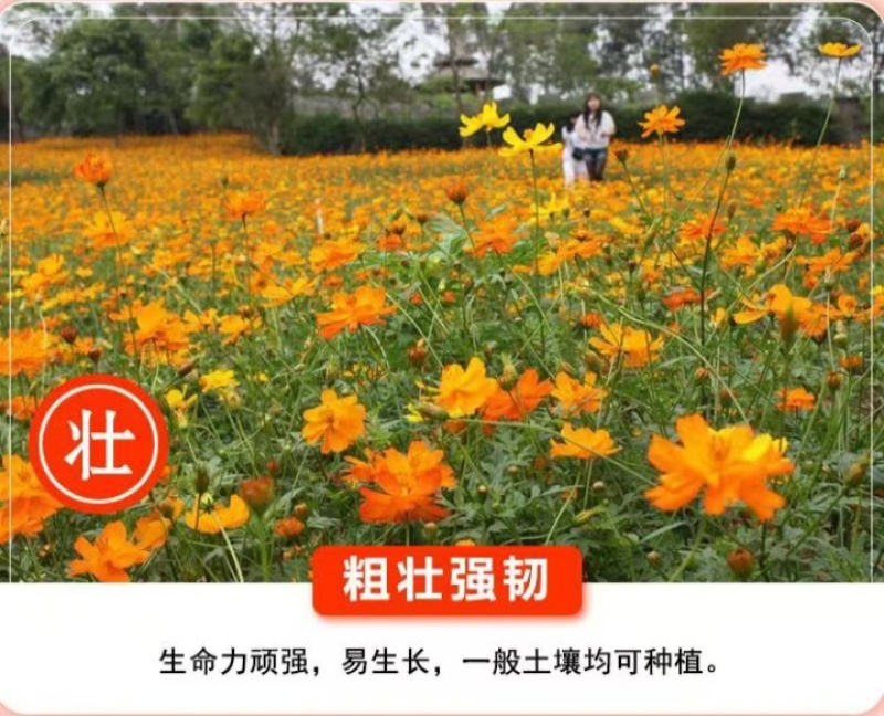硫华菊种子硫化菊种籽子四季播种花卉种孑黄秋英硫黄菊花籽