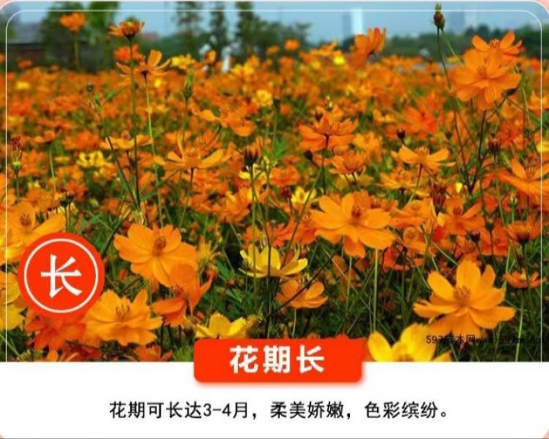 硫华菊种子硫化菊种籽子四季播种花卉种孑黄秋英硫黄菊花籽