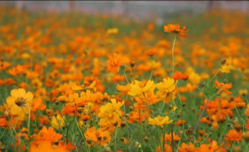 硫华菊种子硫化菊种籽子四季播种花卉种孑黄秋英硫黄菊花籽