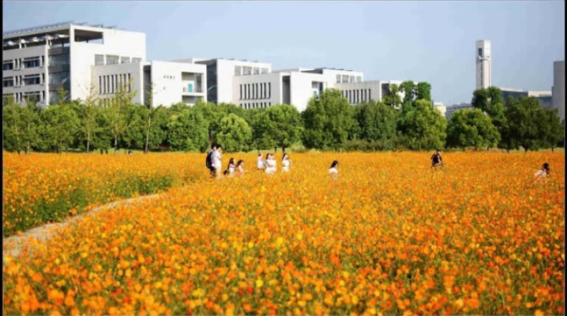 硫华菊种子硫化菊种籽子四季播种花卉种孑黄秋英硫黄菊花籽