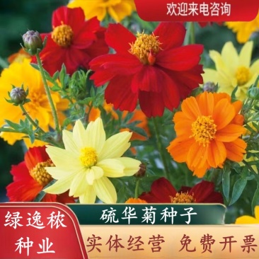 硫华菊种子硫化菊种籽子四季播种花卉种孑黄秋英硫黄菊花籽
