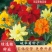 硫华菊种子硫化菊种籽子四季播种花卉种孑黄秋英硫黄菊花籽
