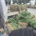 四川红根蒜苗，基地直供，质量保证，对接各档口