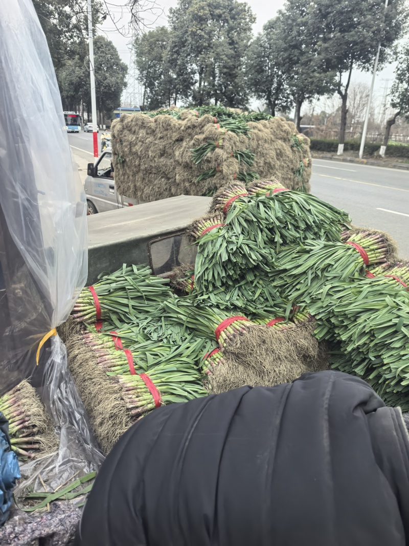 四川红根蒜苗，基地直供，质量保证，对接各档口