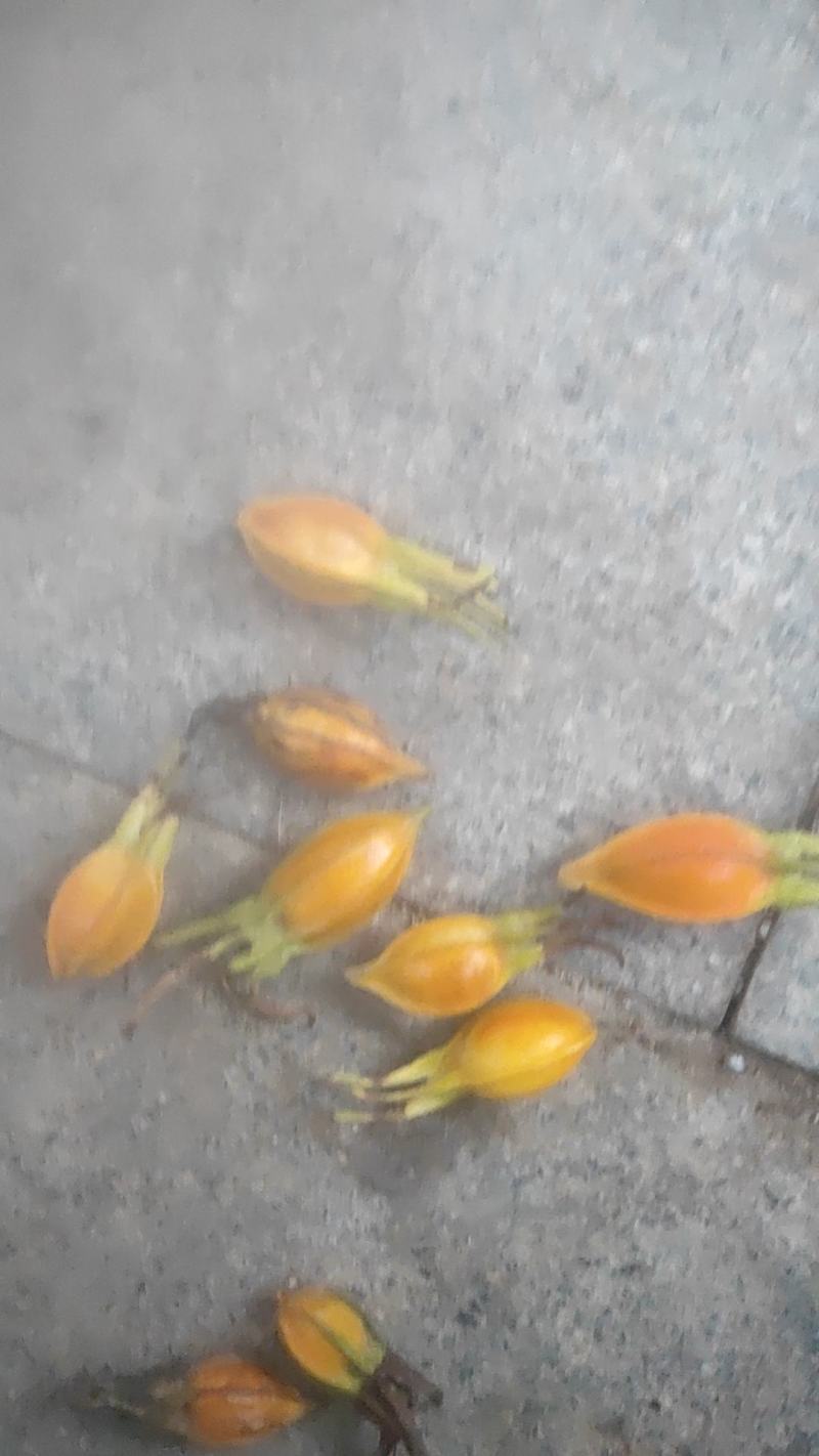 黄栀子苗高效丰产黄栀子(一年苗！二年苗！三年苗)