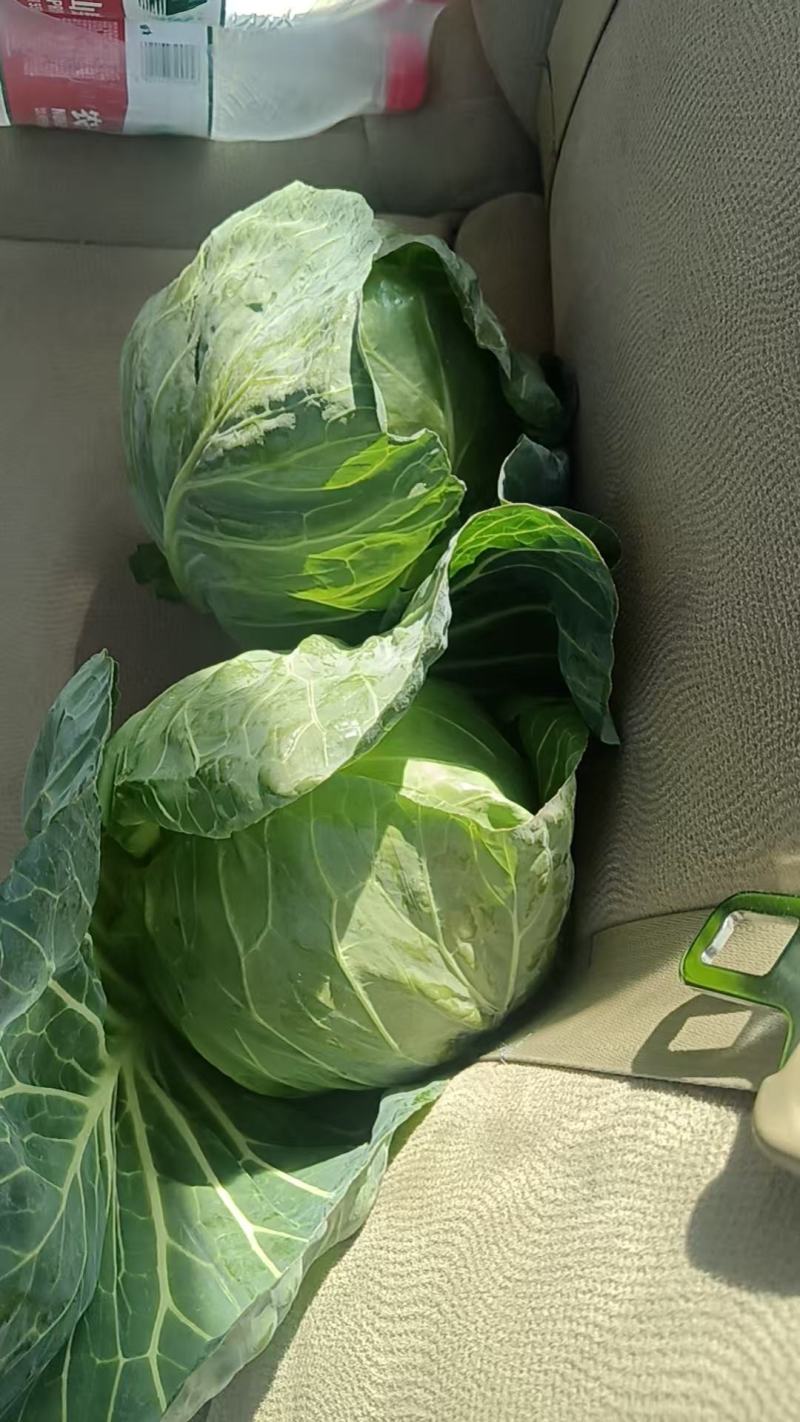 【量大优惠】甘蓝品质保障产地直供可视频看货