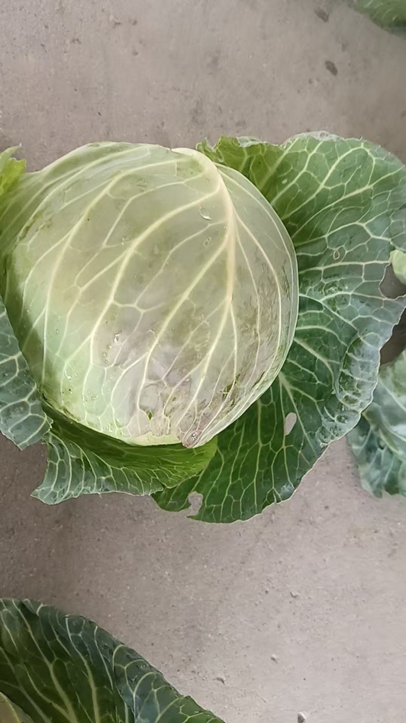 【量大优惠】甘蓝品质保障产地直供可视频看货
