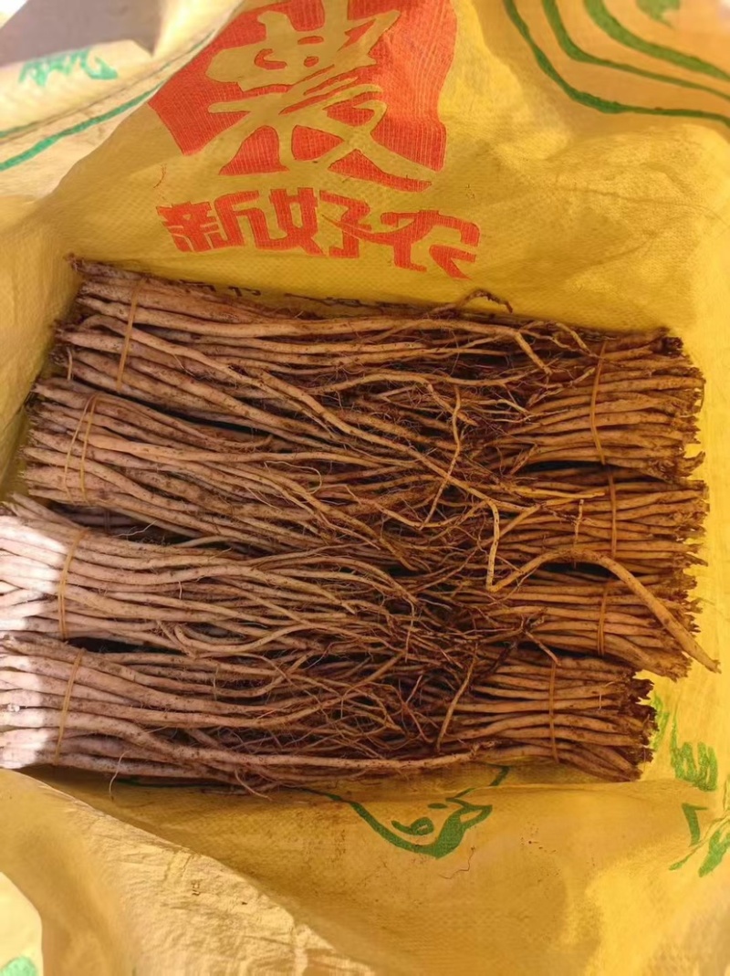 威宁高山优质党参苗