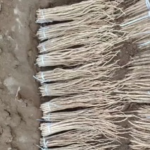威宁高山优质党参苗