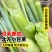 甜高梁种子甜杆种子春夏秋种植北方绿皮甘蔗汁多脆甜