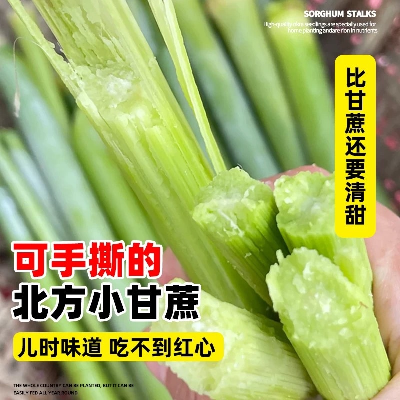 甜高梁种子甜杆种子春夏秋种植北方绿皮甘蔗汁多脆甜