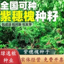 紫穗槐种子护坡灌木种子防沙固土护坡植物耐寒耐旱绿化草籽