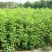 紫穗槐种子护坡灌木种子防沙固土护坡植物耐寒耐旱绿化草籽