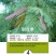 紫穗槐种子护坡灌木种子防沙固土护坡植物耐寒耐旱绿化草籽