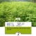 紫穗槐种子护坡灌木种子防沙固土护坡植物耐寒耐旱绿化草籽