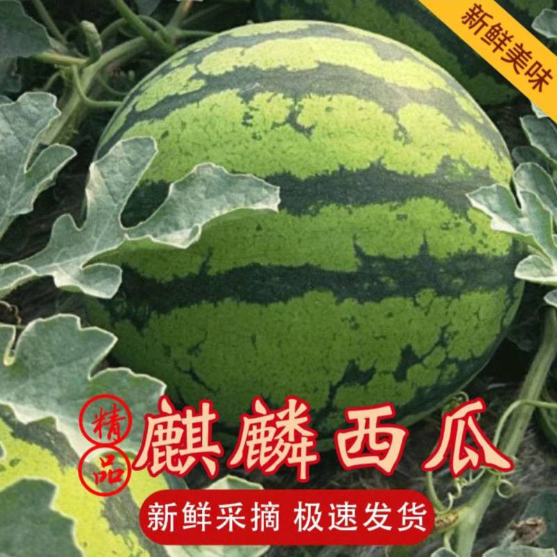 【推荐】无籽美都云南麒麟西瓜/大量供应/产地一手货源