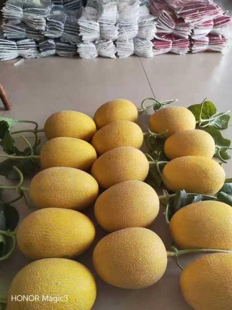 红金蜜苗甜瓜苗苗场直发，技术指导，口感脆甜，成活率高
