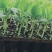 红金蜜苗甜瓜苗苗场直发，技术指导，口感脆甜，成活率高