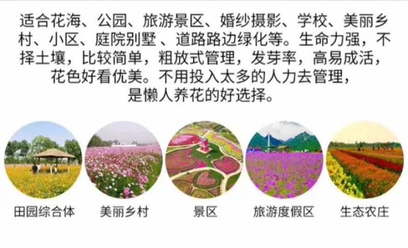 多年生野花组合种子花海庭院绿化四季开花耐寒耐旱新手易种