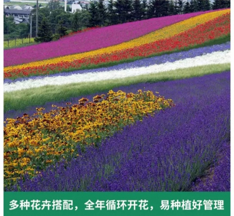 多年生野花组合种子花海庭院绿化四季开花耐寒耐旱新手易种