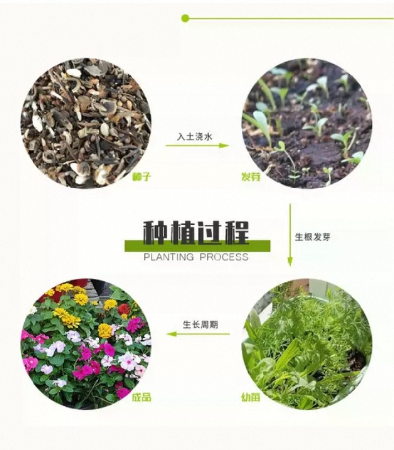 多年生野花组合种子花海庭院绿化四季开花耐寒耐旱新手易种