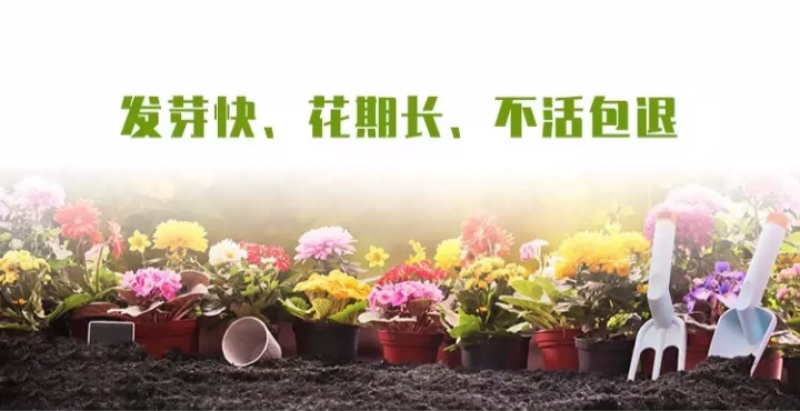 多年生野花组合种子花海庭院绿化四季开花耐寒耐旱新手易种