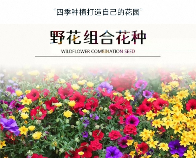 多年生野花组合种子花海庭院绿化四季开花耐寒耐旱新手易种