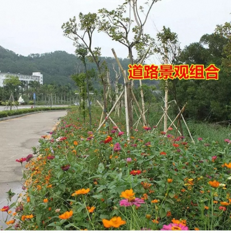 多年生野花组合种子花海庭院绿化四季开花耐寒耐旱新手易种