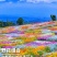 多年生野花组合种子花海庭院绿化四季开花耐寒耐旱新手易种