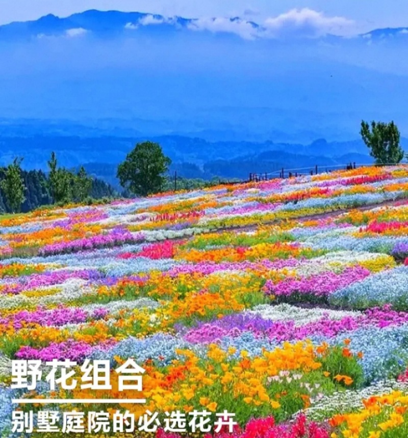 多年生野花组合种子花海庭院绿化四季开花耐寒耐旱新手易种