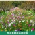 多年生野花组合种子花海庭院绿化四季开花耐寒耐旱新手易种