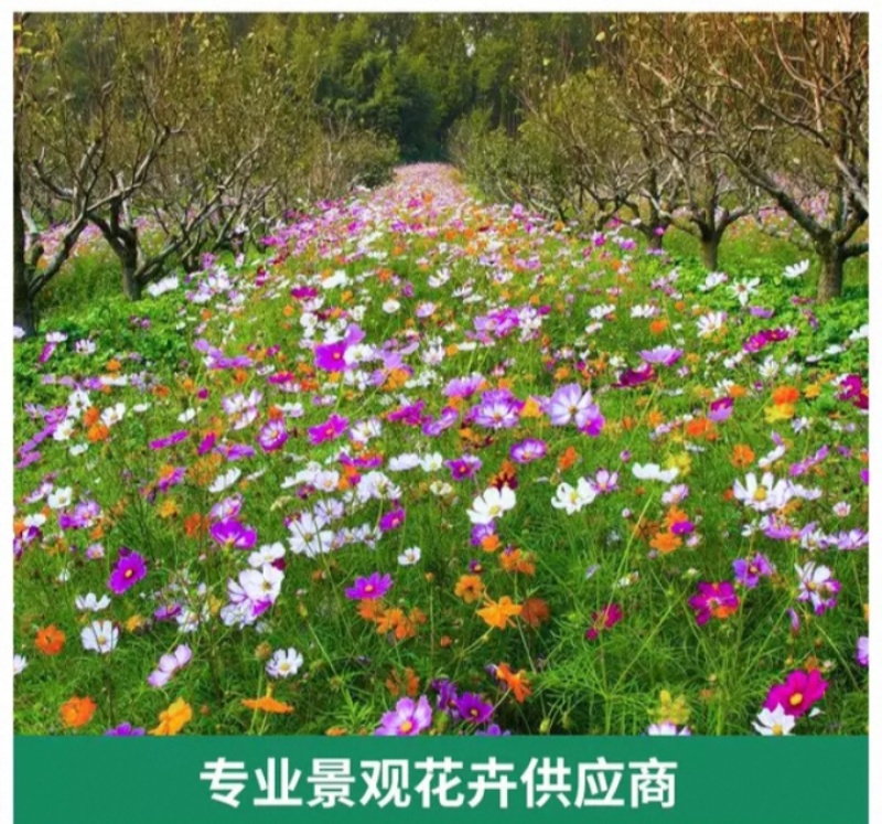 多年生野花组合种子花海庭院绿化四季开花耐寒耐旱新手易种