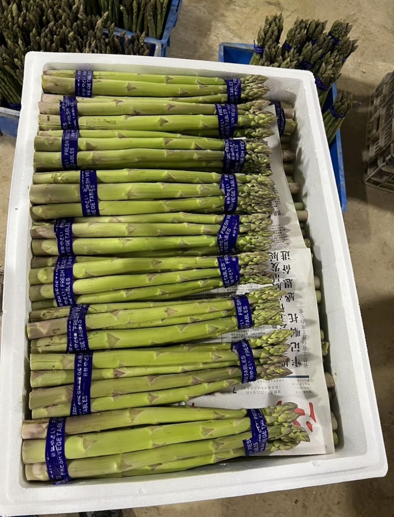 上海芦笋基地直销，源头直供，没有中间商，品质保证