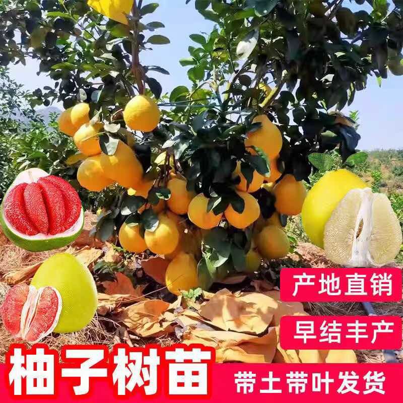 福建平和，红柚亩三红柚亩，产地直发一手货源