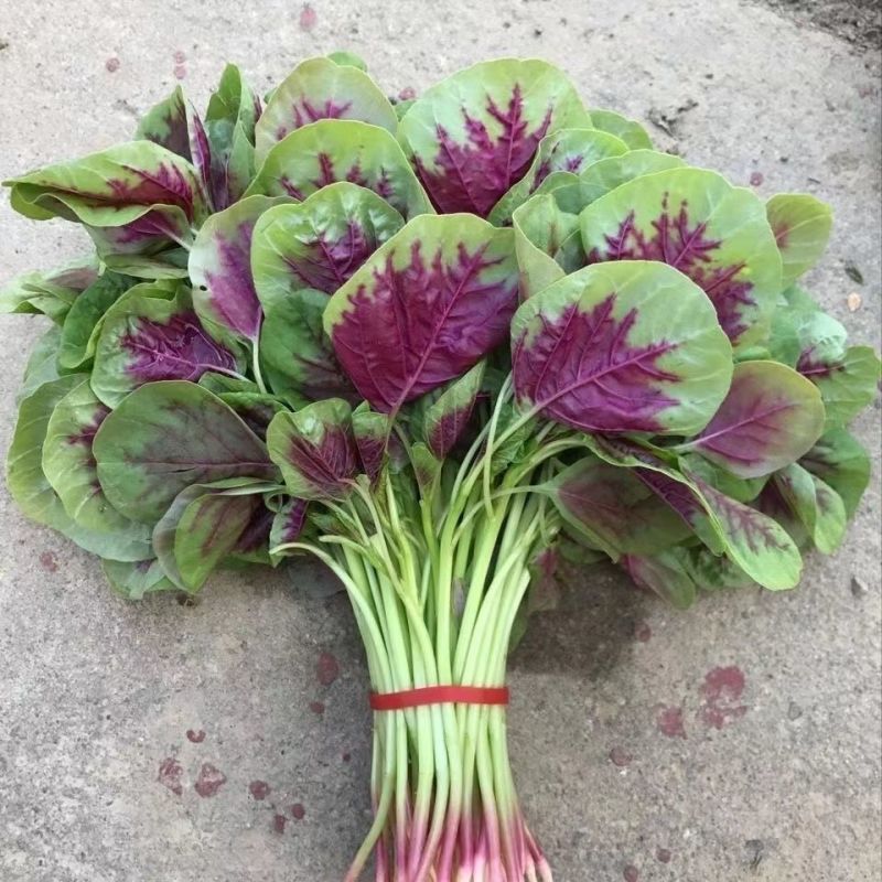 石榴花苋早熟红苋菜种子耐热耐旱生长速度快白梗质嫩苋菜