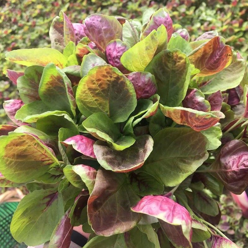 石榴花苋早熟红苋菜种子耐热耐旱生长速度快白梗质嫩苋菜