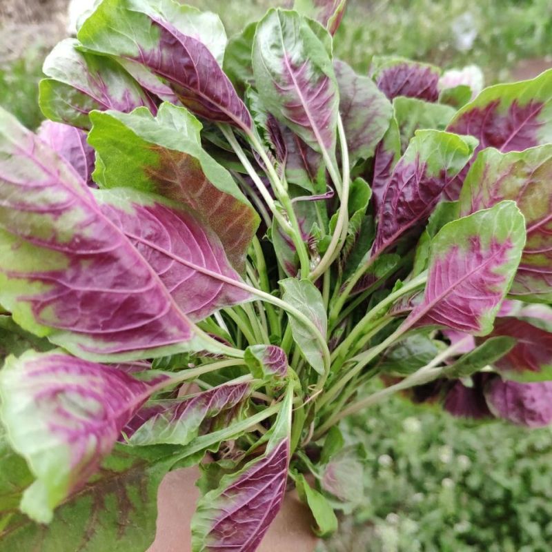 石榴花苋早熟红苋菜种子耐热耐旱生长速度快白梗质嫩苋菜