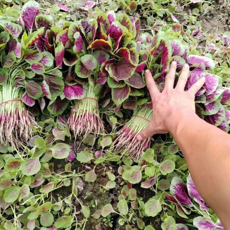 石榴花苋早熟红苋菜种子耐热耐旱生长速度快白梗质嫩苋菜