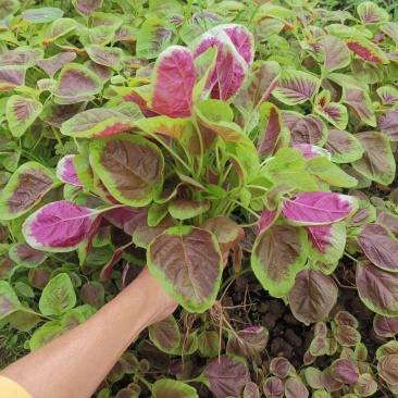 石榴花苋早熟红苋菜种子耐热耐旱生长速度快白梗质嫩苋菜