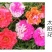 重瓣太阳花种子花籽四季开花室内室外花卉易活种子