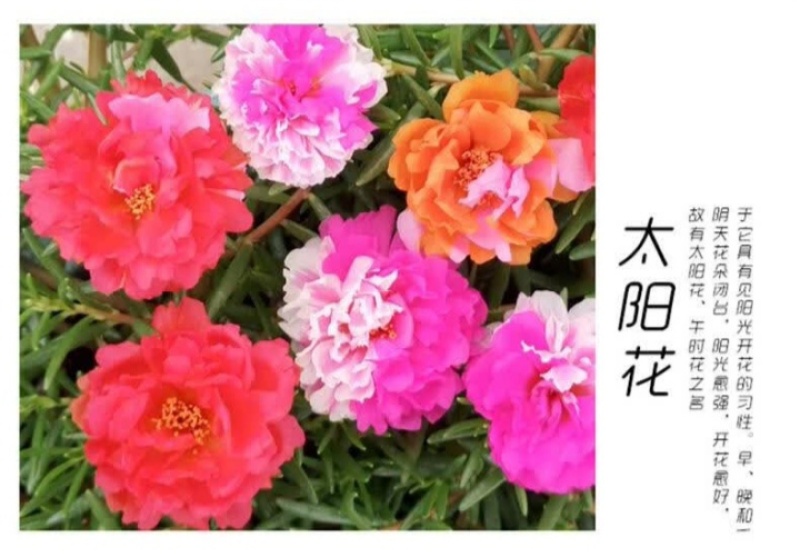 重瓣太阳花种子花籽四季开花室内室外花卉易活种子