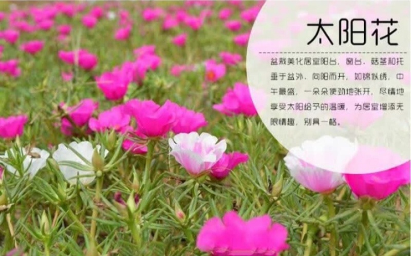 重瓣太阳花种子花籽四季开花室内室外花卉易活种子