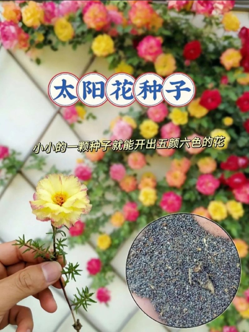 重瓣太阳花种子花籽四季开花室内室外花卉易活种子