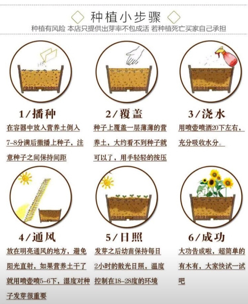 重瓣太阳花种子花籽四季开花室内室外花卉易活种子