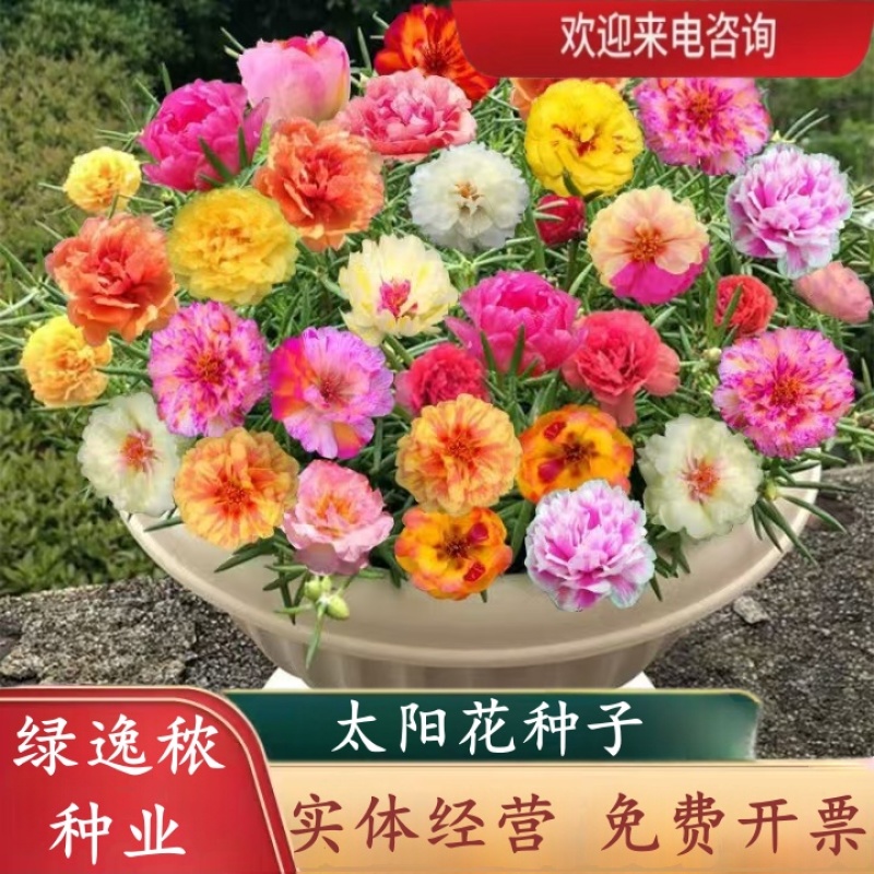 重瓣太阳花种子花籽四季开花室内室外花卉易活种子